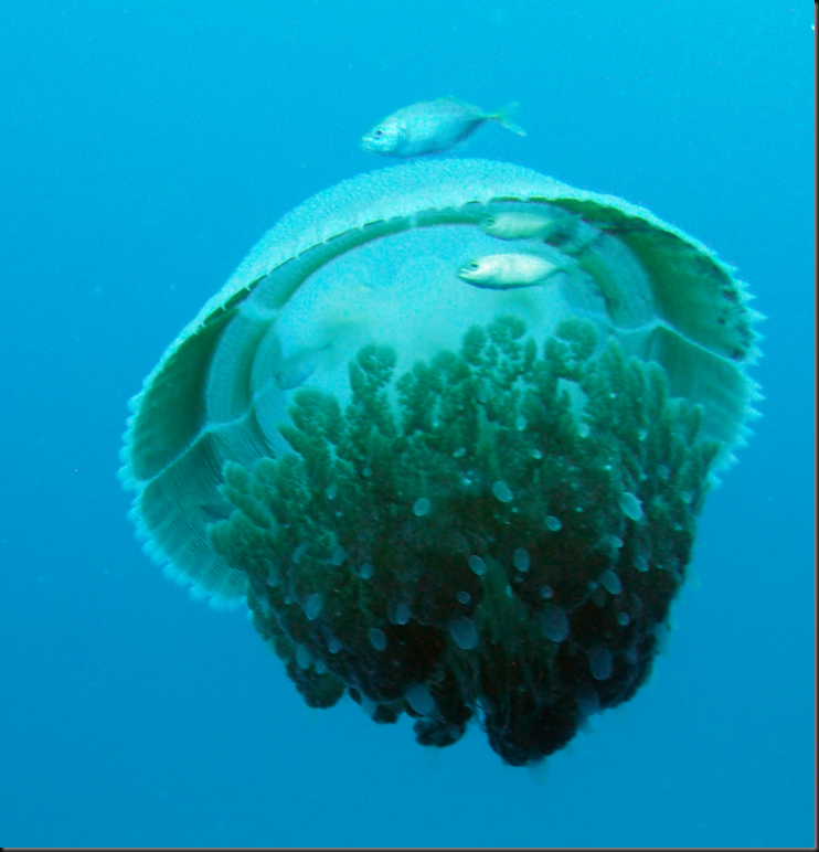 Great Barrier Reef Jellyfish The Adventures of Kerri & Matt