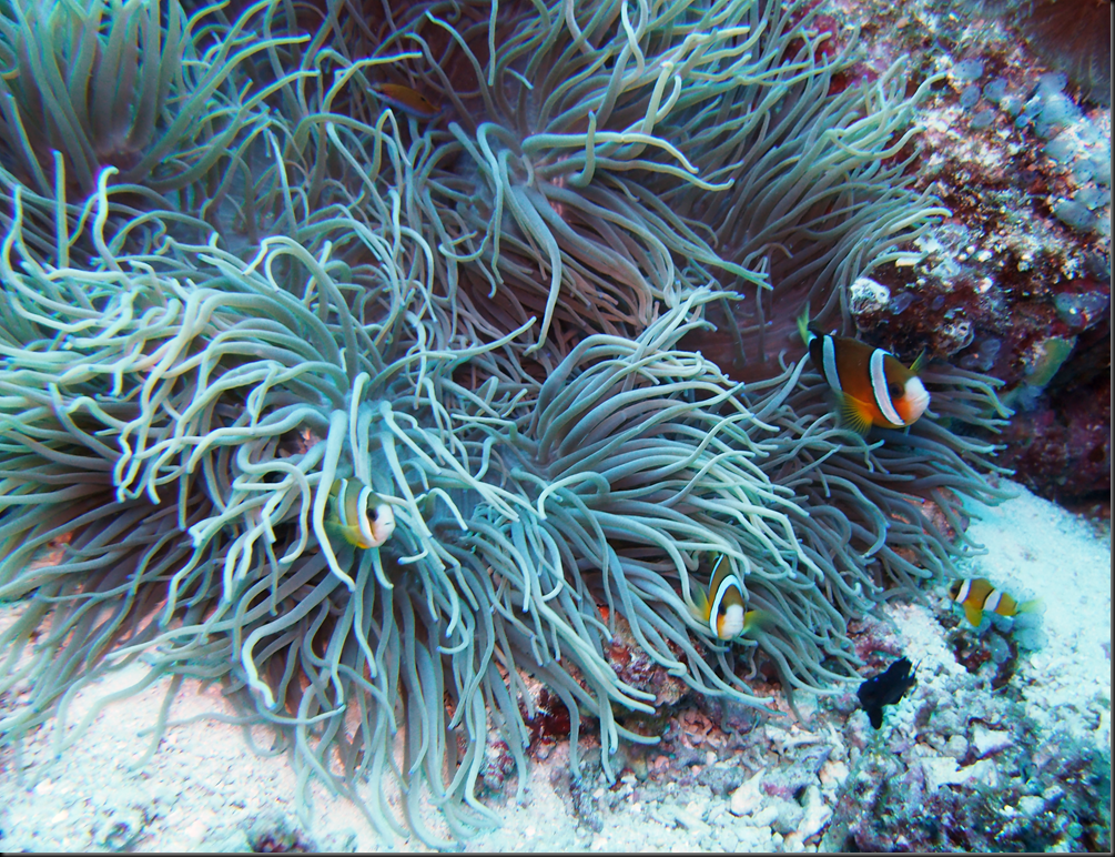 P6220301 P6220301