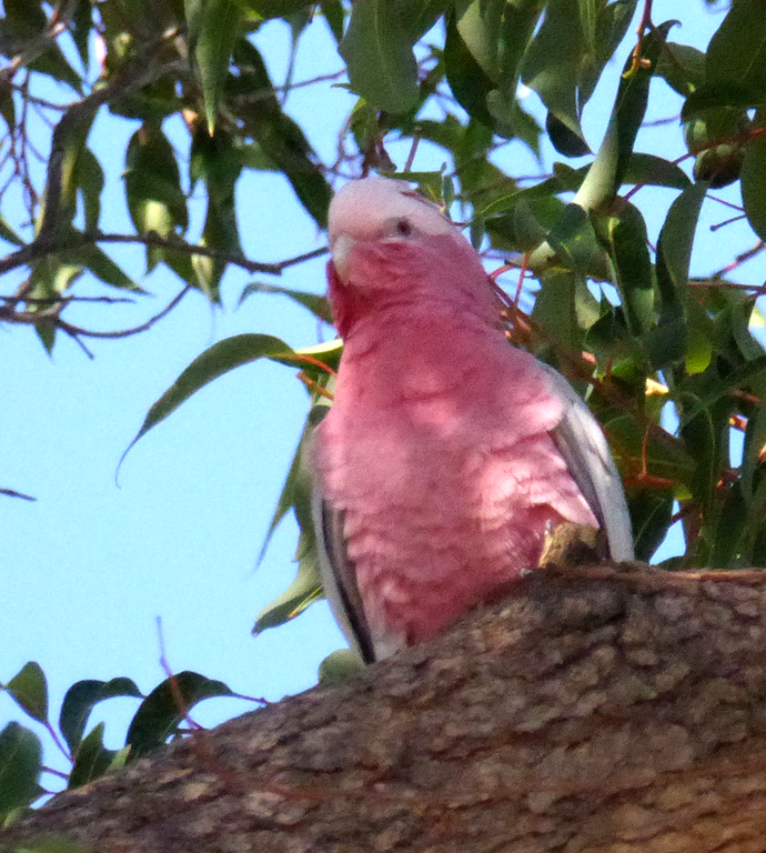 Birds of Western Australia The Adventures of Kerri & Matt