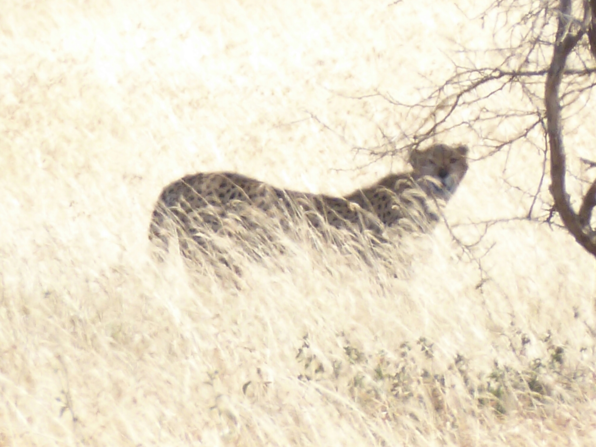 P1000764.jpg image