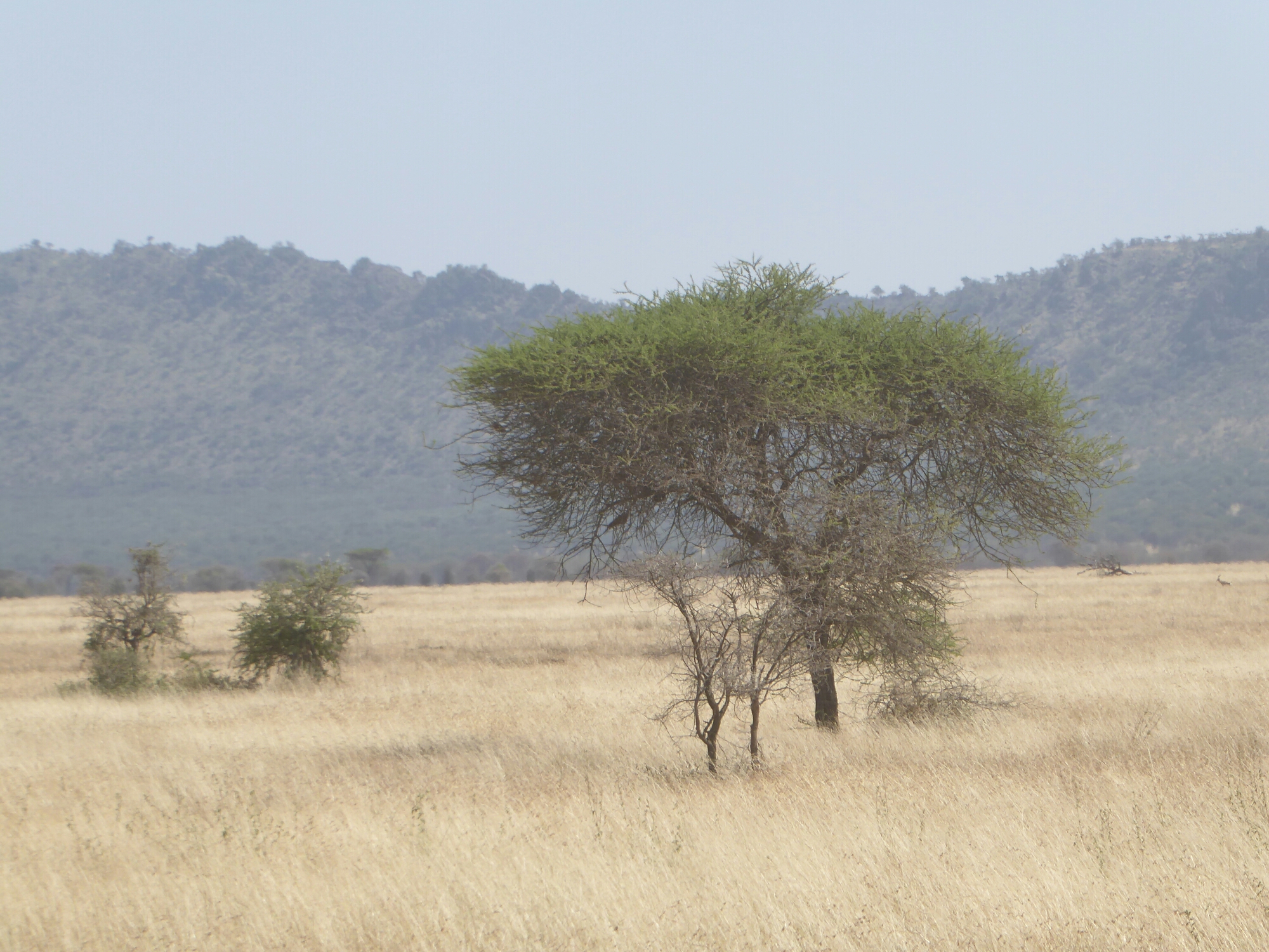 P1000780.jpg image