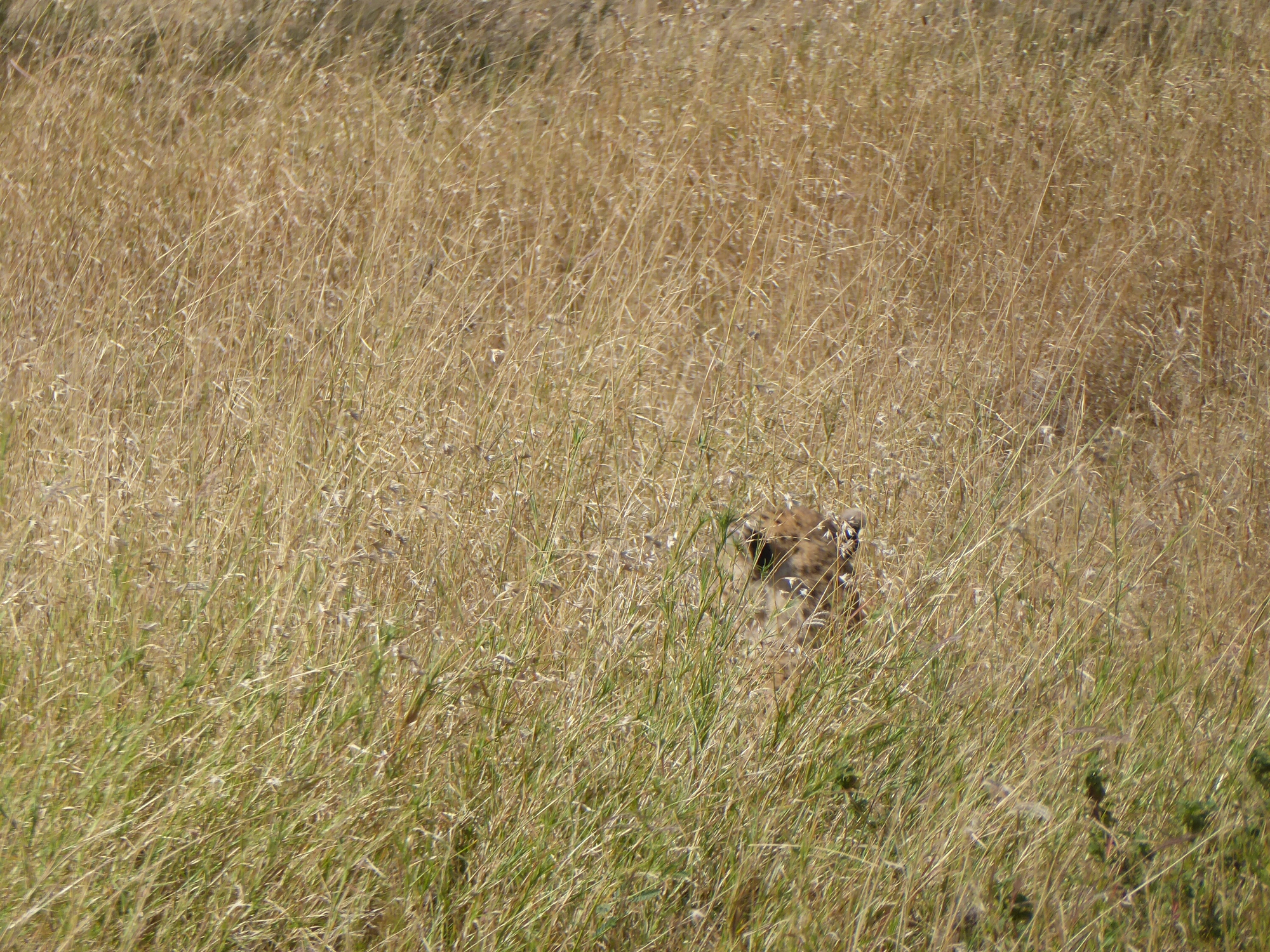 P1010290.jpg image