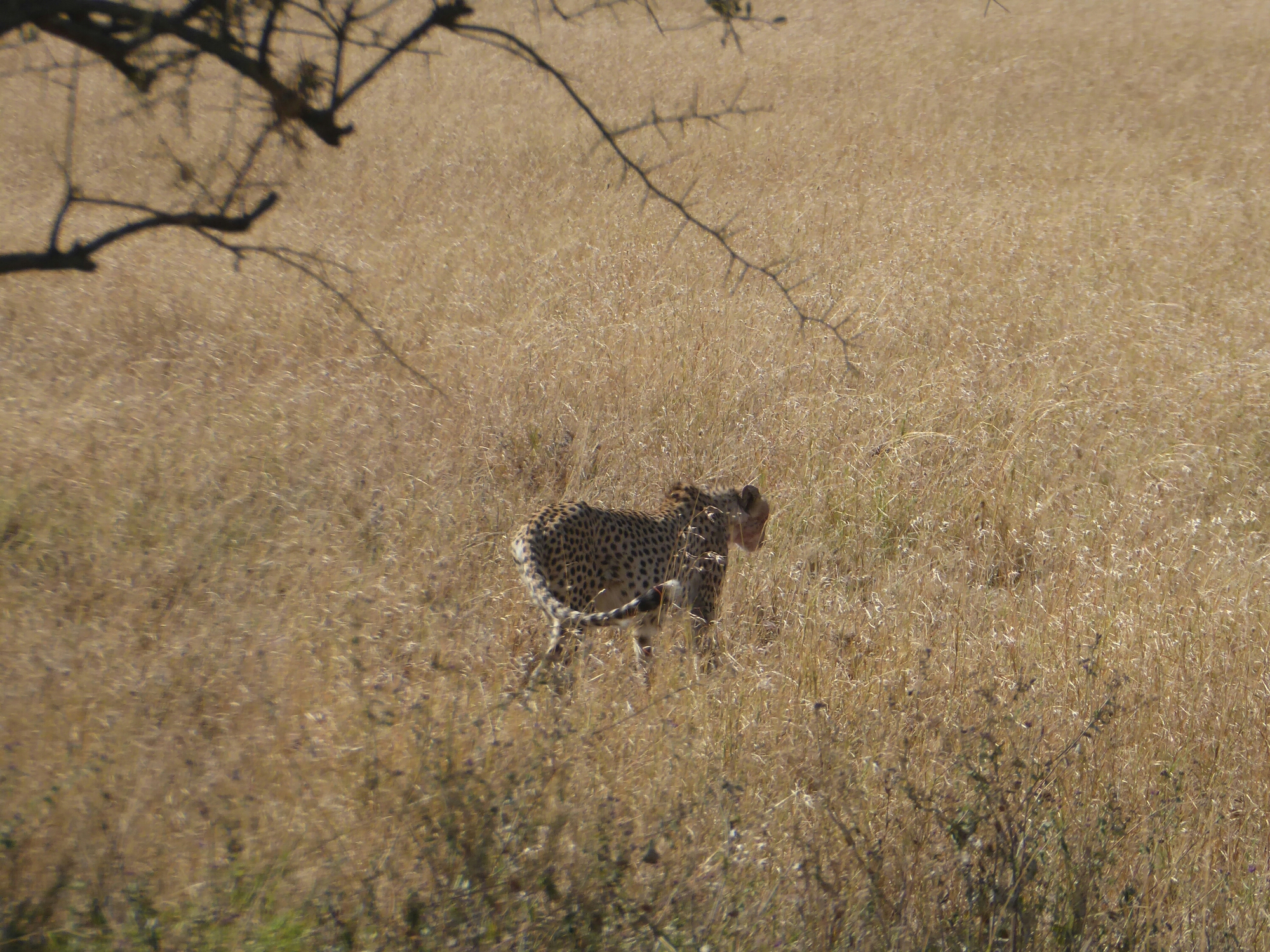 P1010291.jpg image