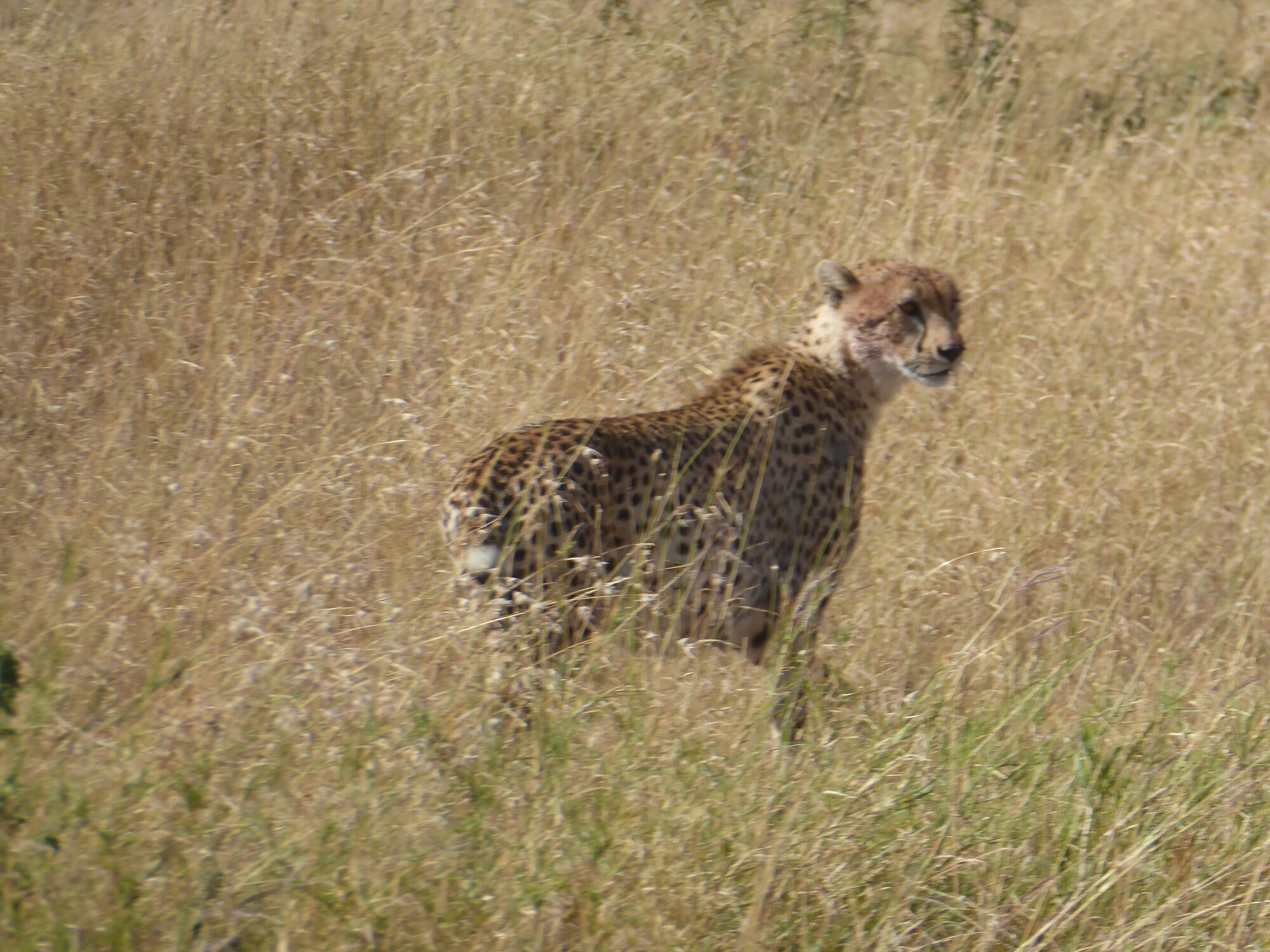 P1010295.jpg image
