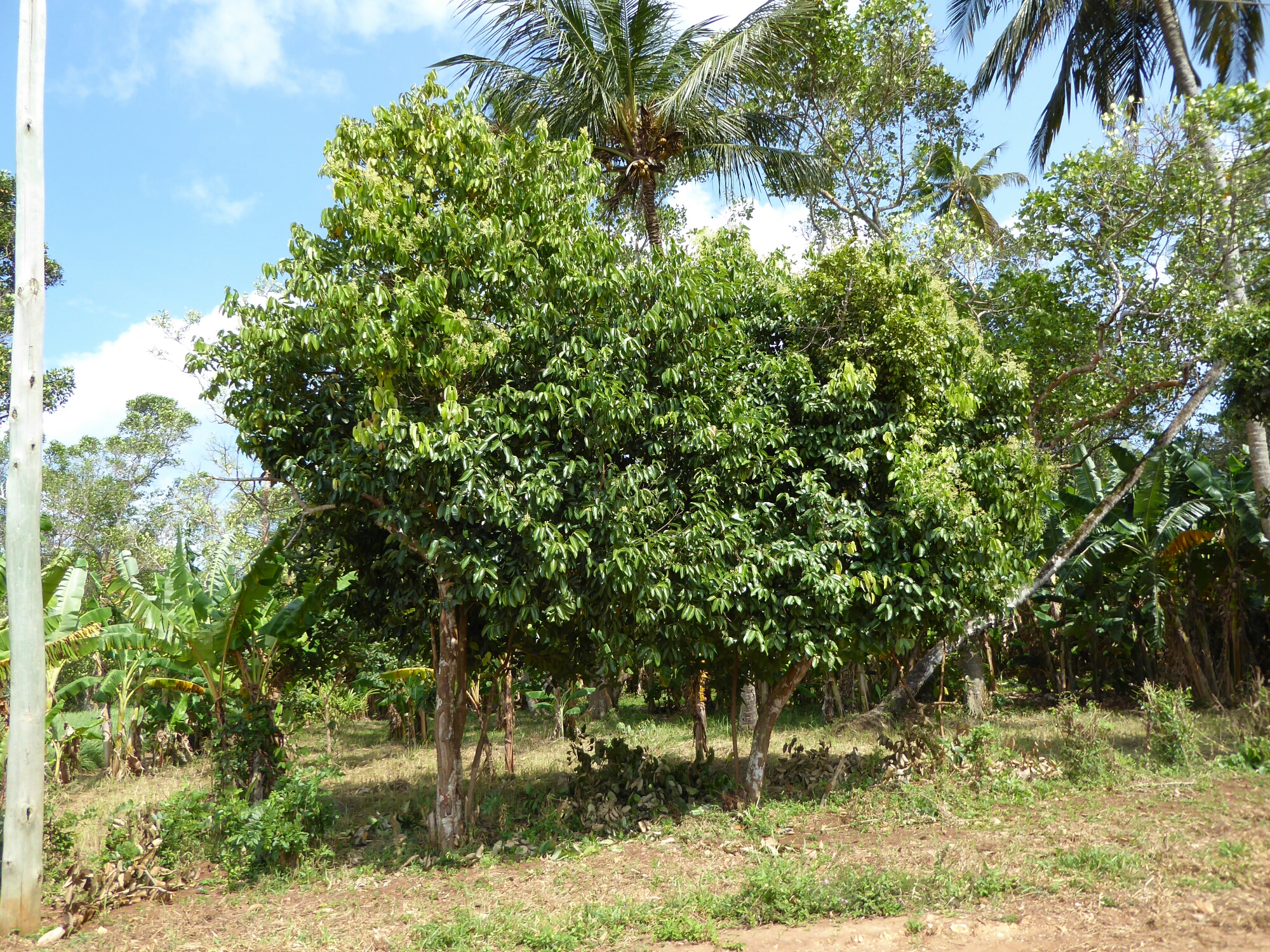 P1010381.jpg image