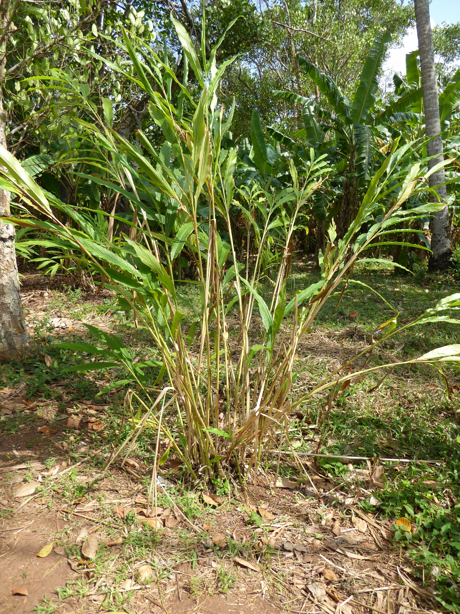 P1010385.jpg image