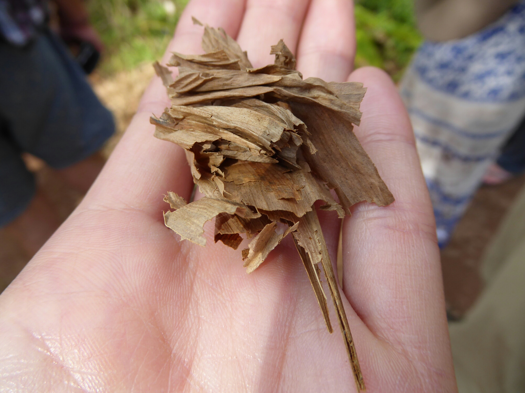 P1010386.jpg image