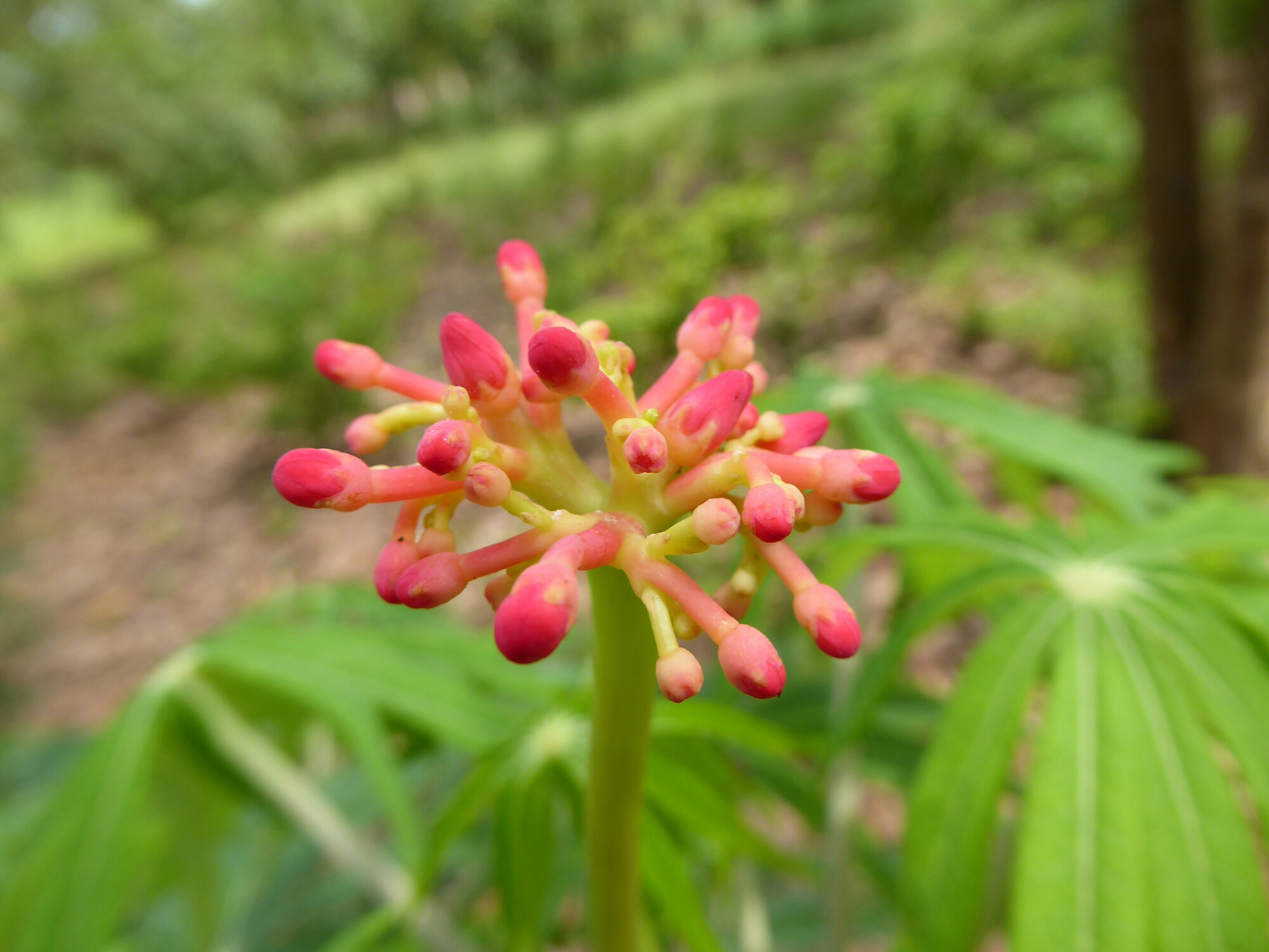 P1010397.jpg image