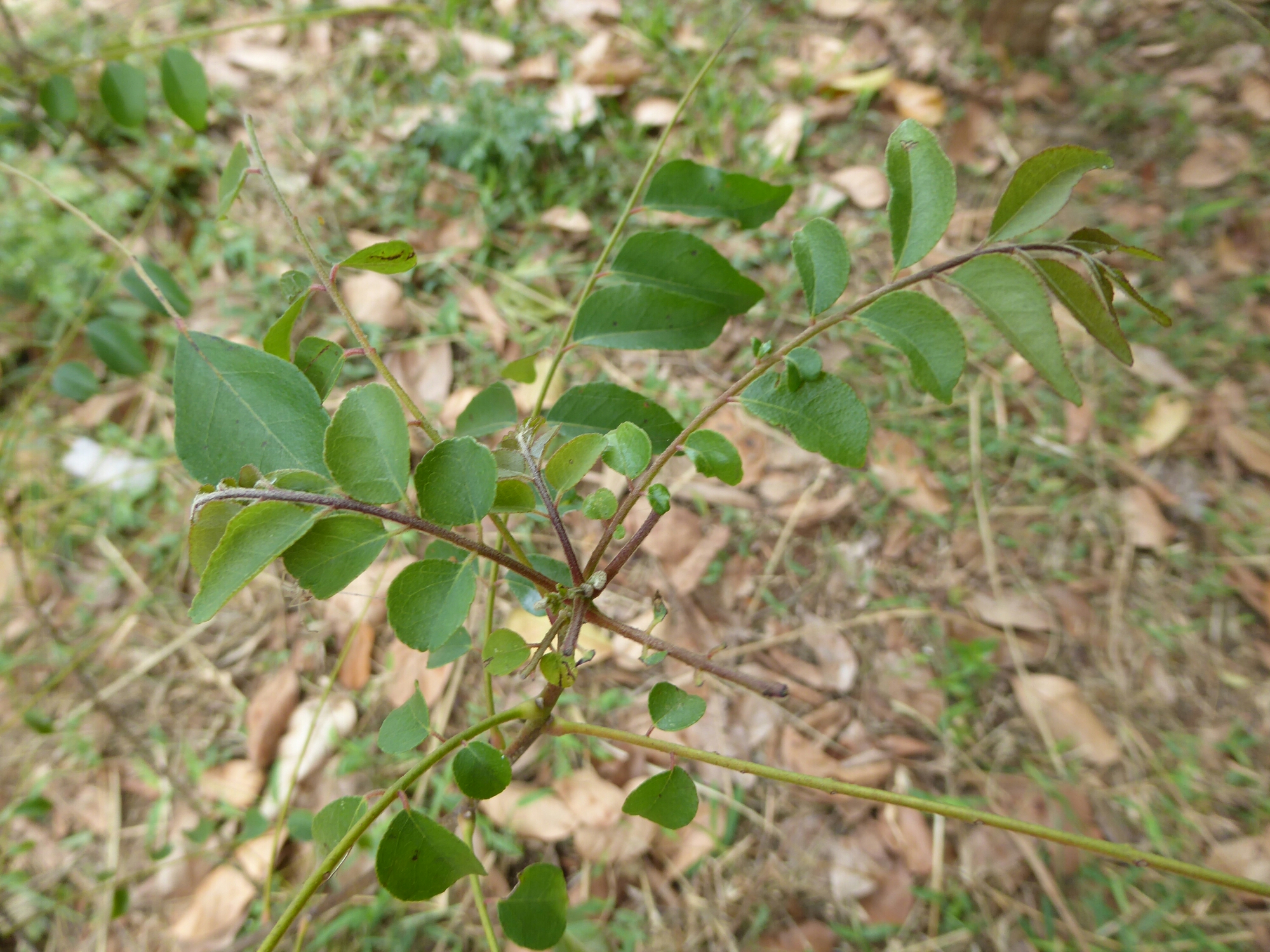 P1010398.jpg image