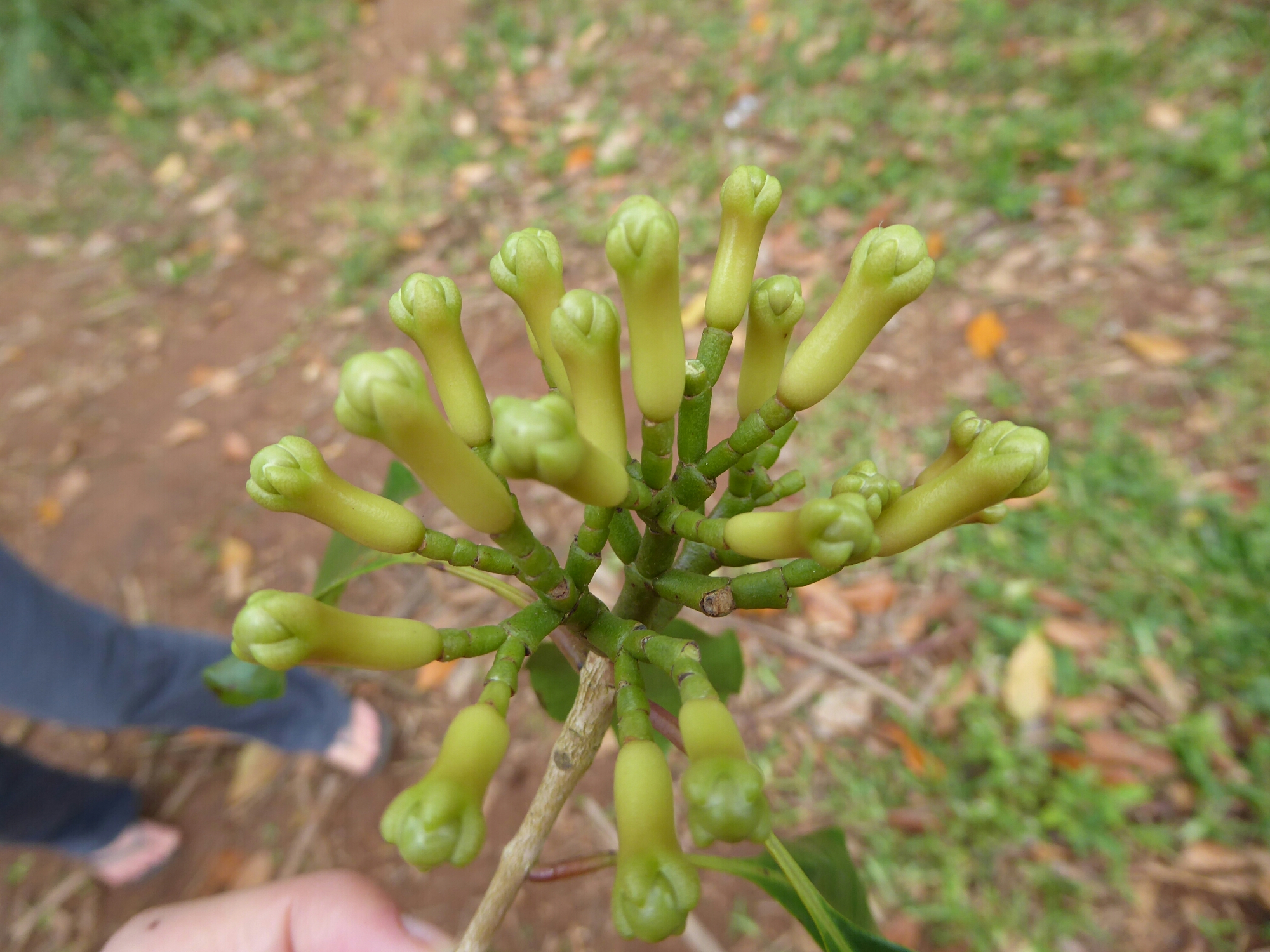 P1010428.jpg image