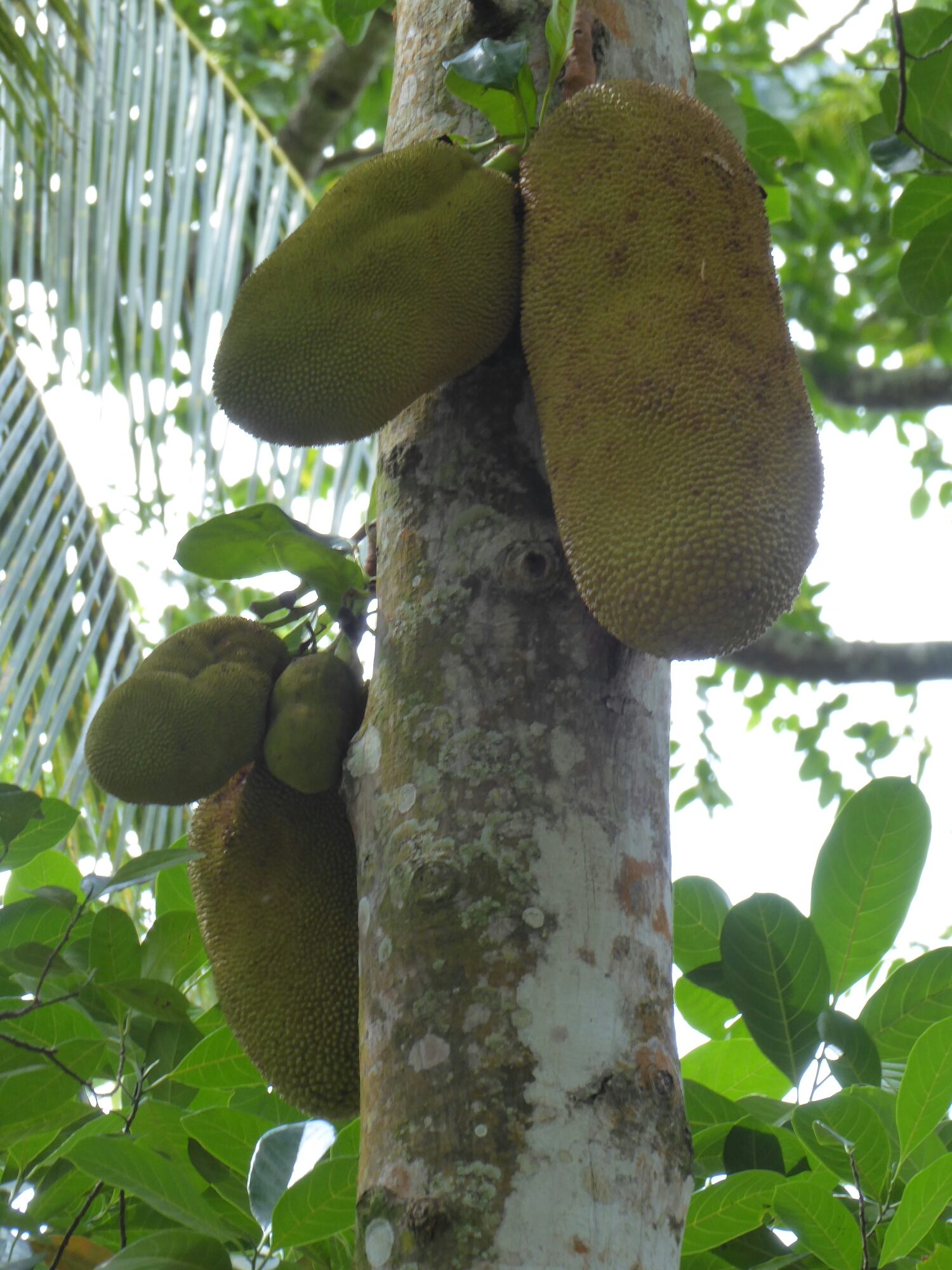 P1010430.jpg image