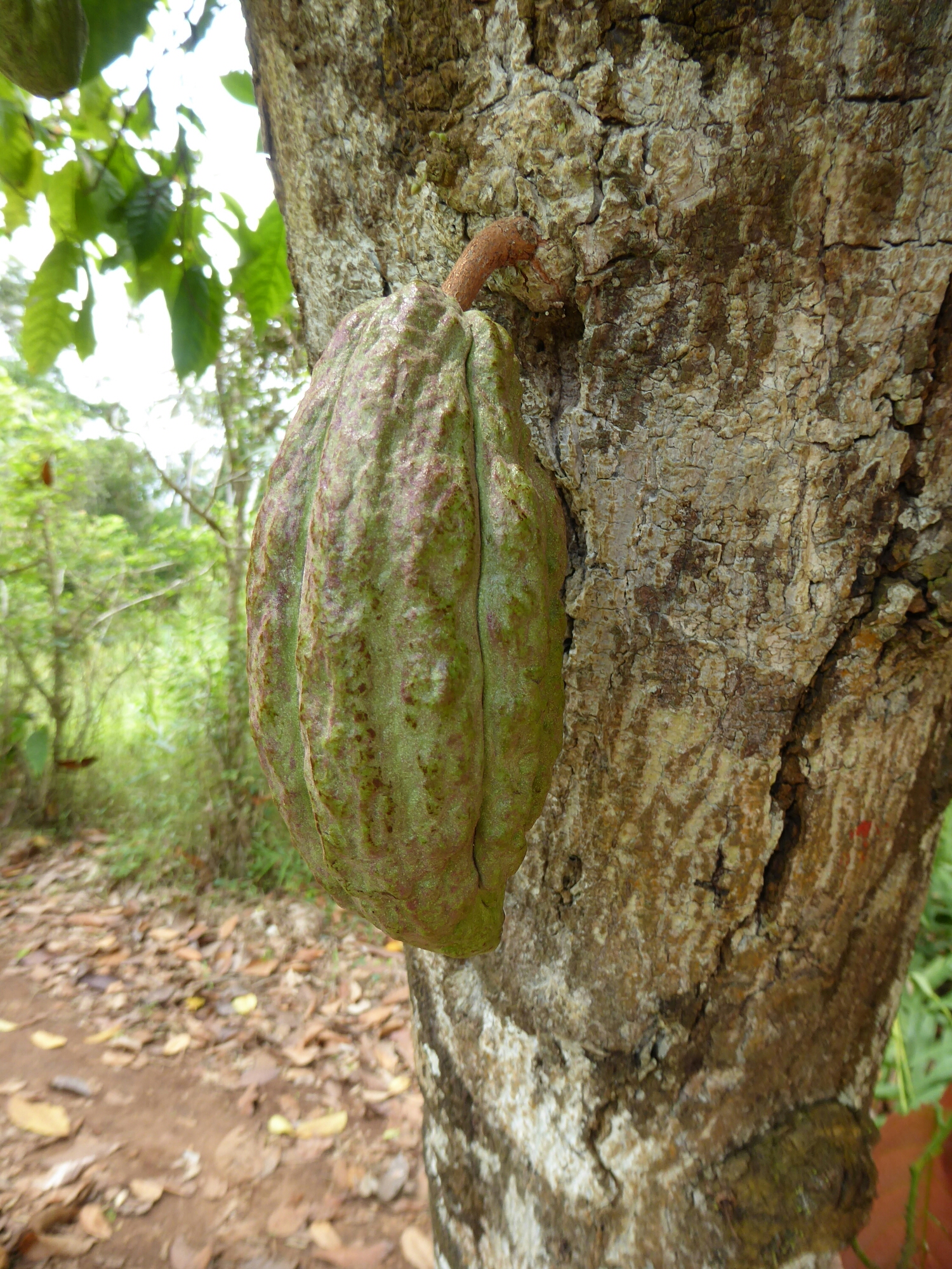 P1010442.jpg image